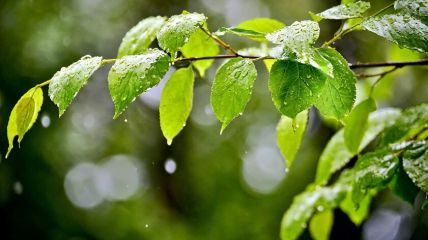 Wechselhaft durch die erste Juniwoche - die Natur freut's Vorhersage