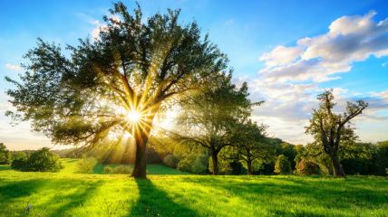 Freundliches Frühlingswetter, gebietsweise mit Abzügen in der B-Note Vorhersage