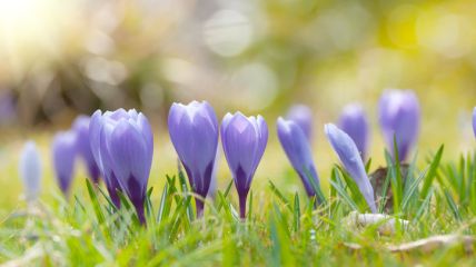 Tschüss Winter! Hallo Frühling! Bleibst du länger? Vorhersage