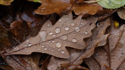 Herbstfeeling Vorhersage