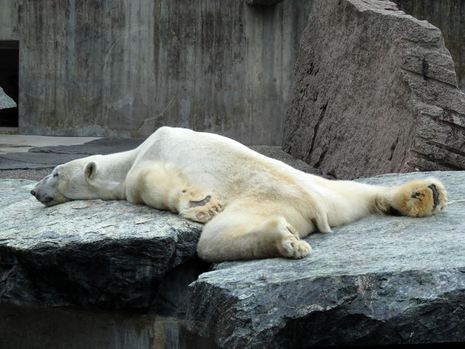 Bärenhitze steht vor der Tür. Auch der Eisbär in der Wilhelma (Zoologisch Botanischer Garten Stuttgart) wird leiden.