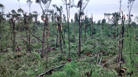 Sturmschäden im „LANUV-Wäldchen“, Recklinghausen