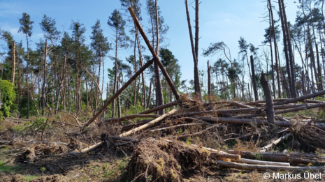 Waldschäden nach einem schweren Gewitter mit Fallböen im Rhein-Main-Gebiet