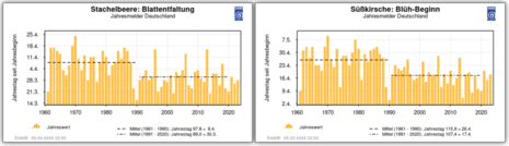 Bild 2: Die zeigt die Blattentfaltung der Stachelbeere (links) und den Blühbeginn der Süßkirche (rechts), jeweils als Jahreswert über ganz Deutschland