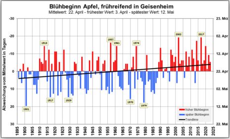 Bild 7: Die Grafik zeigt den Beginn Blühbeginn frühreifender Äpfel am Standort Geisenheim von 1895 bis 2023. (Quelle DWD - Deutscher Wetterdienst Geisenheim)