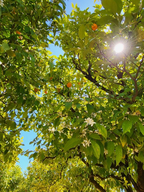 Zwischen den blühenden und Früchte tragenden Ästen der Orangenbäume hindurchschimmernde Sonne