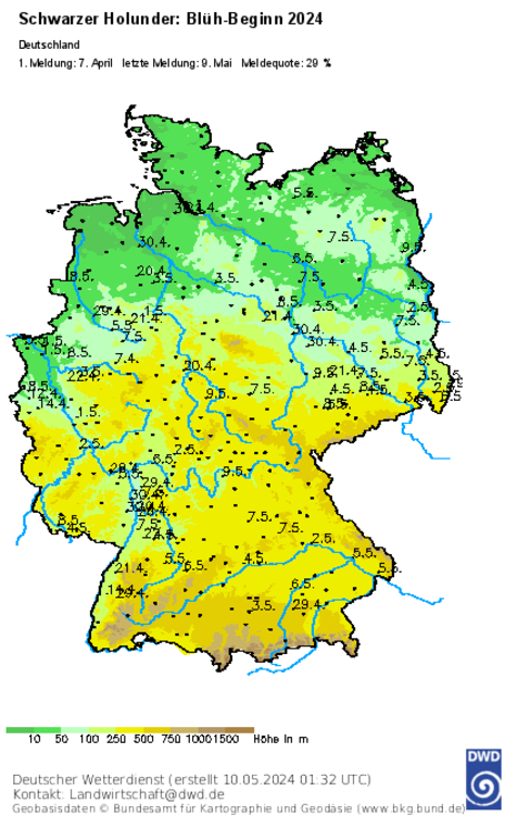 Phänologie – der Frühsommer ist mit der Holunderblüte nahezu landesweit auf dem Vormarsch. (Quelle DWD)