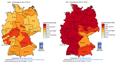 Pollenflug – Gefahrenindex für Hasel (links) und Erle (rechts) am heutigen Freitag (07.03.2025) (Quelle Deutscher Wetterdienst)