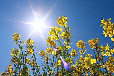 Nach den kühlen Eisheiligen sieht es im Nordosten nach einer Woche mit Sommertagen aus, die anderen müssen sich mit dem Sommerwetter noch gedulden