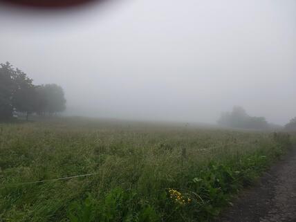 Eine Nebelnacht im Juni Thema des Tages