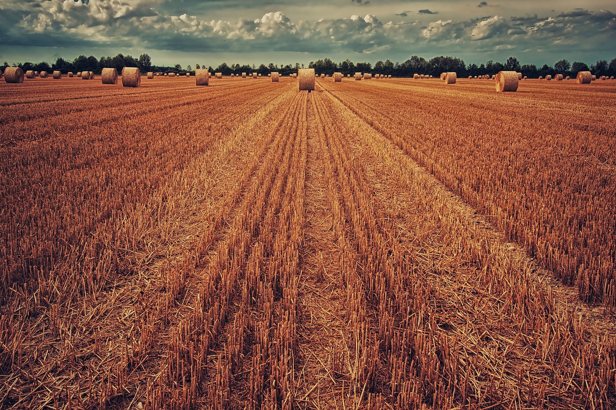 Eine gemischte Jahresbilanz für die Landwirtschaft - Wetterdienst.de