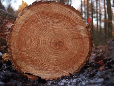 Jahresringe an einem gefällten Baumstamm