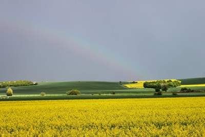 Frühling in der Magdeburger Börde