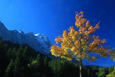 Herbstlaub vor der Zugspitze