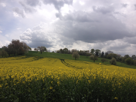 Wolkenstimmung über Rapsfeld in Neuberg / Main-Kinzig-Kreis