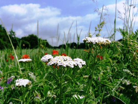 Deutschland im Juni: warm bis heiß