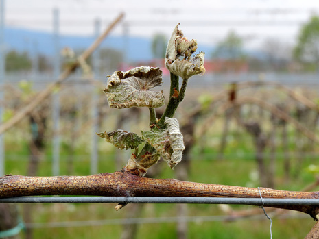 Frostschäden an den Weinreben vor Neustadt/Weinstraße