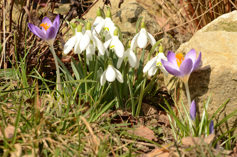 Schneeglöckchen und Krokusse