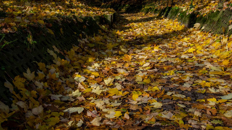 Thüringer Wald 