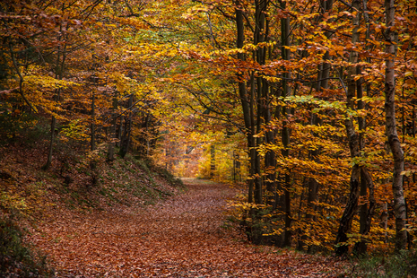 Goldener Oktober