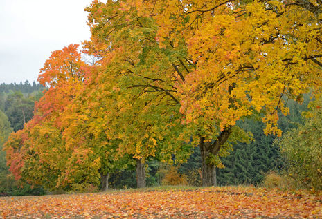 Goldener Herbst im Thüringer Wald