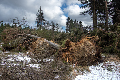 Windbruch