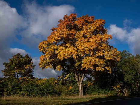 Goldener Herbst 