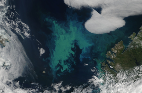 Auf dem Satellitenbild vom 27.07.2004 zeigt sich eine blau-grünliche Fläche in der sonst stahlblauen Barentssee, die die Phytoplanktonblüte in diesem Zeitraum zwischen dem Nordkap und Spitzbergen sichtbar macht. (Quelle NASA Worldview)