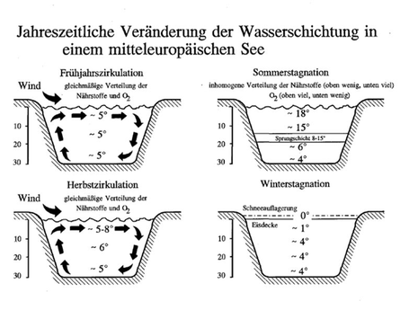 Jahreszeitliche Veränderung der Wasserschichtung in einem mitteleuropäischen See (Quelle Spektrum der Wissenschaft)