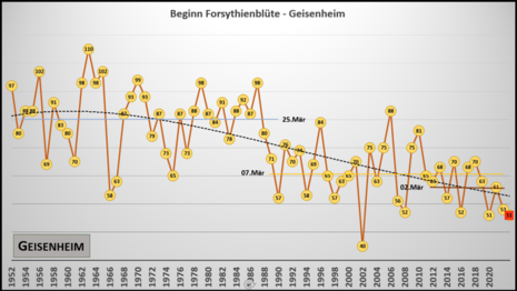 Die Grafik zeigt den Beginn der Forsythienblüte seit 1952 an der Station Geisenheim am Rhein (Hessen). Angegeben ist der Tag seit dem 01.01. des jeweiligen Jahres.
