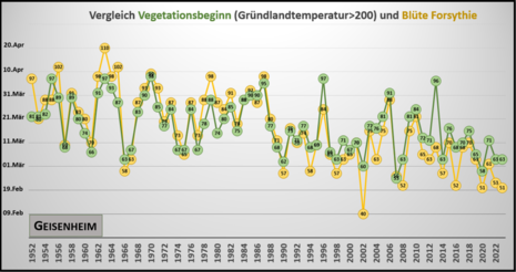 In der Grafik sind der Vegetationsbeginn (Grünlandtemperatursumme: 200) und der Start der Forsythienblüte vergleichend seit 1952 dargestellt.