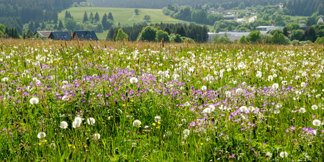 Wunderbares Maifeeling: Eine blühende Wiese im Thüringer Schiefergebirge (Quelle Rüdiger Manig/DWD)