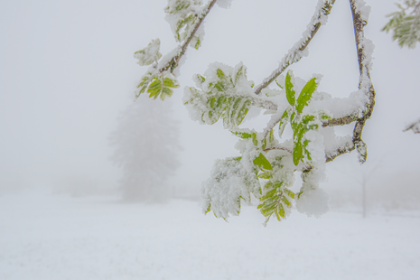 Schnee im April 