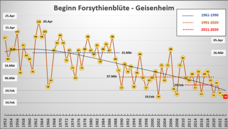 Bild 1: Die Grafik zeigt den Blühbeginn der Forsythie am Standort Geisenheim in Hessen von 1952 bis 2024 (Quelle DWD - Deutscher Wetterdienst Geisenheim)