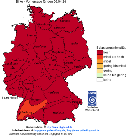 Der Pollenflugindex für Samstag zeigt fast überall eine hohe Belastung von Birkenpollen