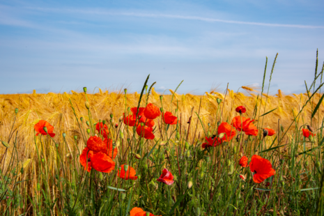 Der überdurchschnittliche Sonnenschein brachte vielerorts eine wahre Blumenpracht. 