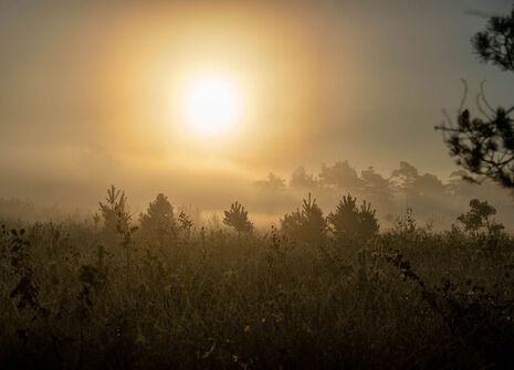 Herbst im Pietzmoor, Lüneburg Heide, Niedersachsen 