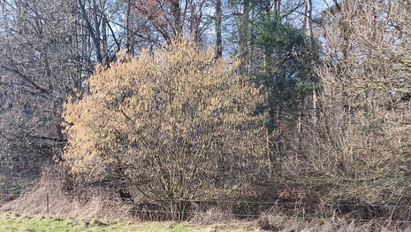 Blühender Haselstrauch am Waldrand