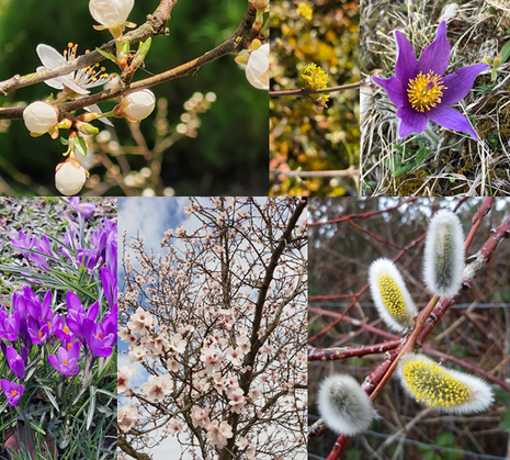 Collage verschiedener Frühblüher (Quelle DWD - Deutscher Wetterdienst)