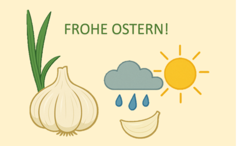 Schematische Darstellung einer Knoblauchknolle mit Sonne und Wolke