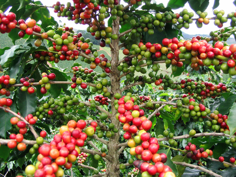 Kaffeebaum (Quelle Wikipedia)