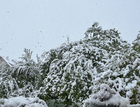 Kräftiger Schneefall sorgte am 21. April 2024 wie hier in Osthessen zu teils massiven Schäden an der Vegetation.