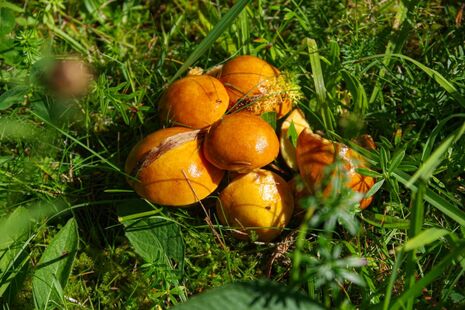 Gold- oder auch Lärchenröhrlinge am 12.09.2025 an der Wetterstation Neuhaus am Rennweg