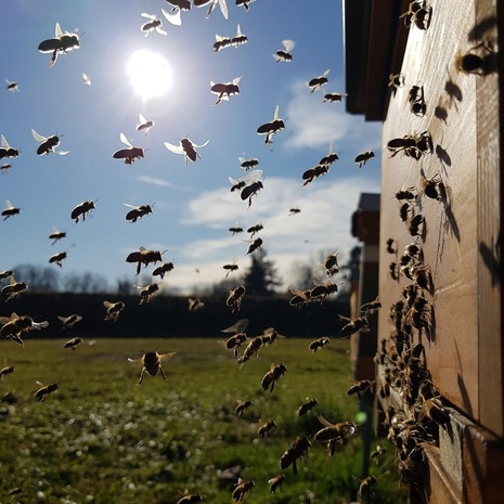 Bienen genießen die Herbstsonne