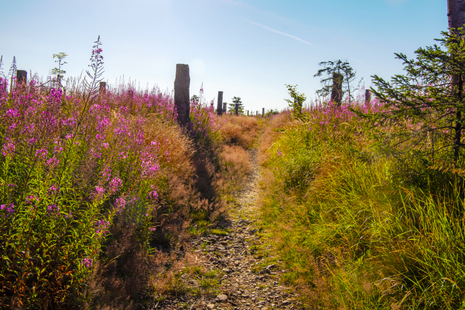 Sommermorgen auf dem Rennsteig