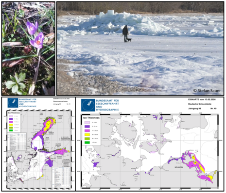 Zu sehen ist ein Krokus aus dem Rhein-Main Gebiet zugemeldet über die  Warnwetter App, sowie ein Eisbild von der Ostsee (oben). Die unteren Grafiken zeigen den Stand der Eisbedeckung über der Ostsee mit Zoom auch auf Deutschland.