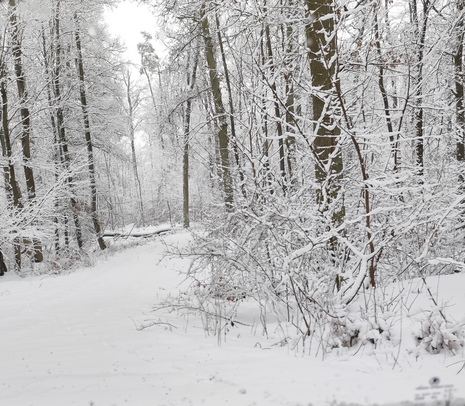 Winterlicher Wald  (Quelle: Marcel Schmid)