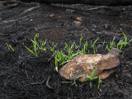 Vor allem im Frühjahr gibt es zunächst wenig frisches Grün, weshalb altes, trockenes gras sehr feueranfällig werden kann - bei passender Witterung.