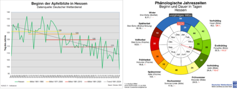 Im Zeitverlauf seit 1961 immer früherer Beginn der Apfelblüte in Hessen. Auch 2026 ist der Beginn etwas früher als im langjährigen Mittel. Quelle: HLNUG/DWD