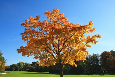 Goldener Oktober in Bad Waldsee